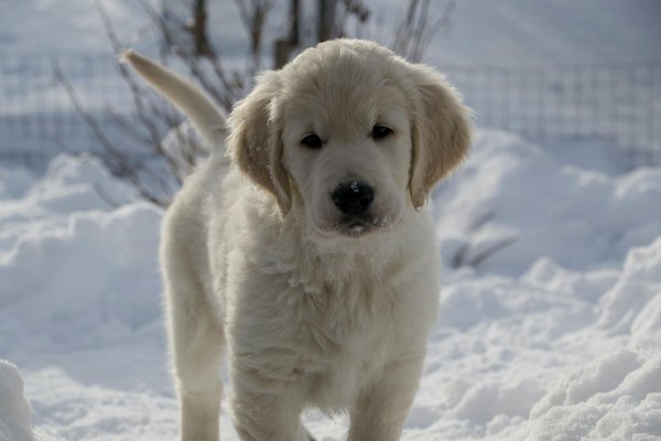 Les croquettes husse : l'alimentation idéale pour votre chien adulte