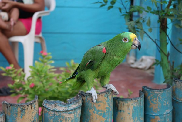 Le pelage du Golden Retriever : une merveille de la nature