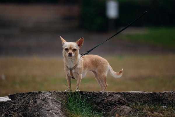 Transformez le lien avec votre chien en choisissant un éducateur à grenoble