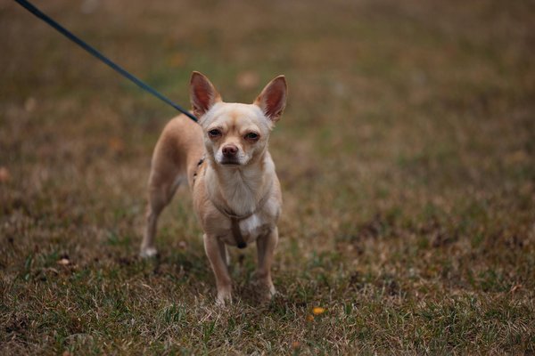L'élevage berger blanc Suisse : qualité et bien-être assuré
