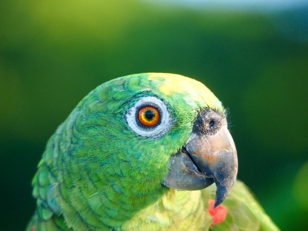 Les rongeurs dans la culture populaire