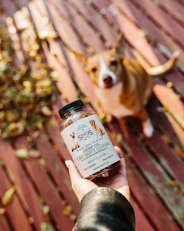 L'huile de cannabidiol pour chien : un allié pour sa santé